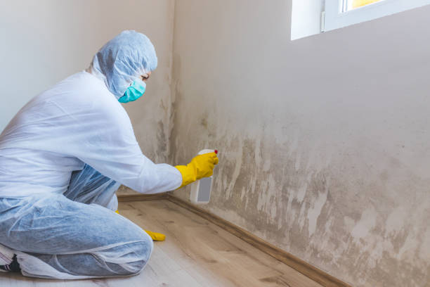 Licensed Basement Mold Removal service in Bowie, TX - WQB Mold Removal