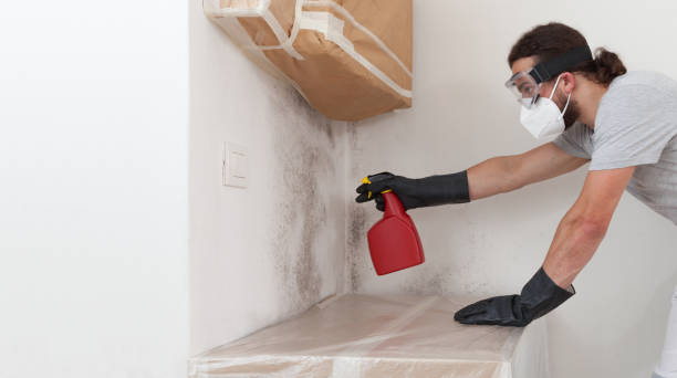 Professional Basement Mold Removal technician working in Bowie, TX