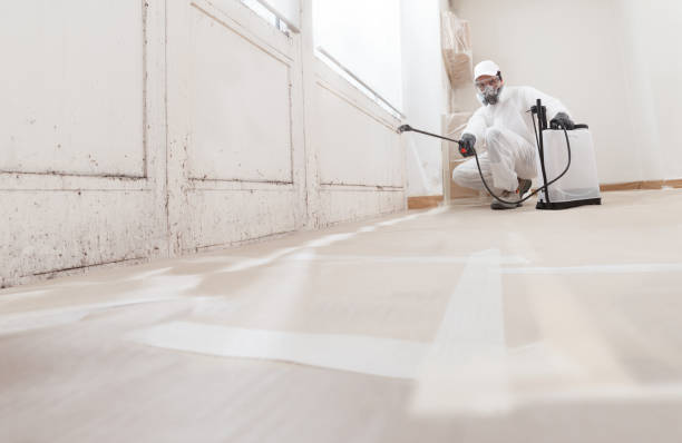 24/7 Emergency Basement Mold Removal experts in Bowie, TX