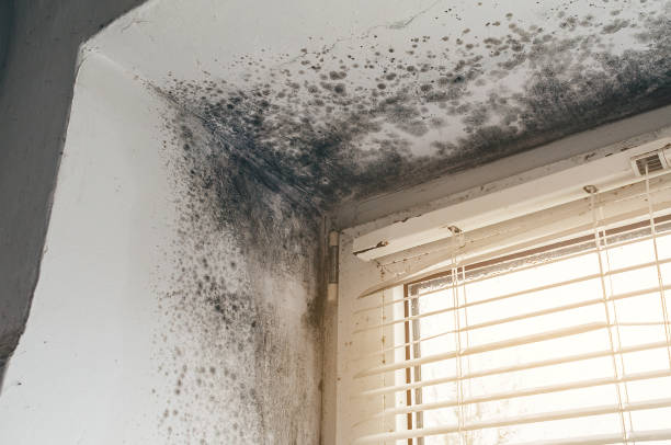 Affordable Basement Mold Removal solutions in Bowie, TX