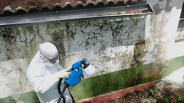 Top rated local Basement Mold Removal specialists in Bowie, TX